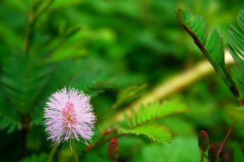 Goa Flowers - Download Goa Photos